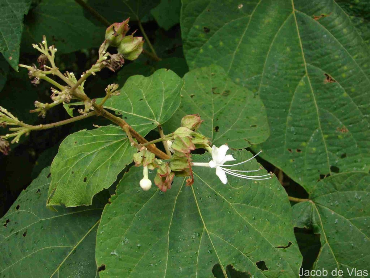 Clerodendrum infortunatum L.